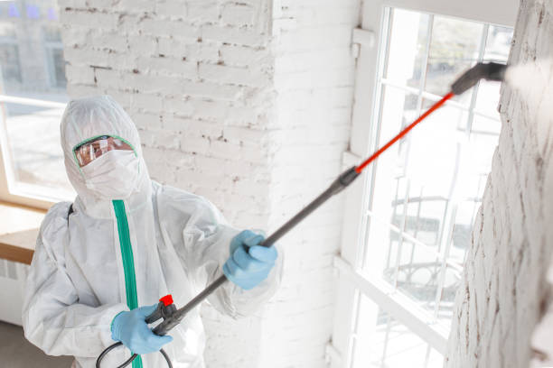 Why You Should Choose Our Mold Remediation Services in Nash, TX